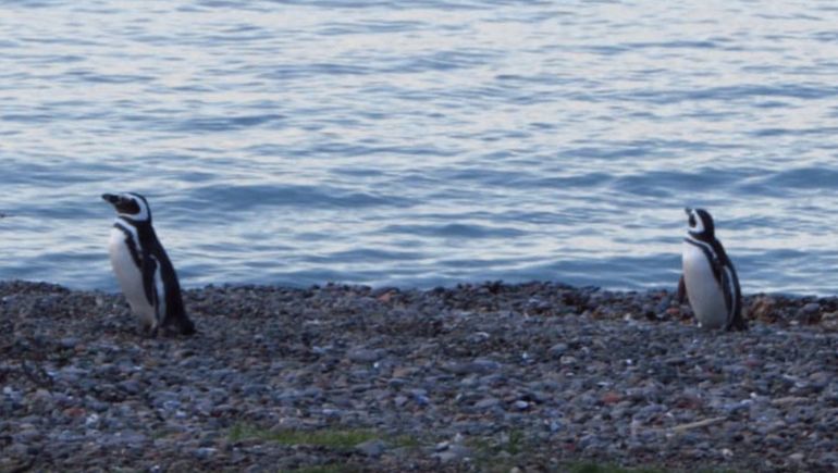 Punta Tombo es la principal reserva de pingüinos de Magallanes de Chubut. Punta Tombo es la principal reserva de pingüinos de Magallanes de Chubut.