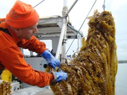 Así es la cosecha de algas en Santa Cruz. Así es la cosecha de algas en Santa Cruz.