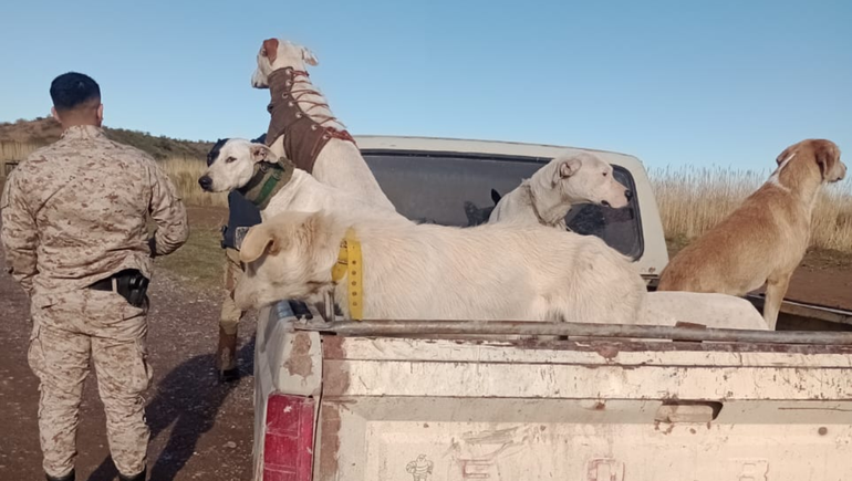 La Policía detuvo a un hombre que transportaba perros para caza de jabalíes sin autorización