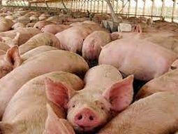 La producción porcina continua creciendo sin pausa. La producción porcina continua creciendo sin pausa.