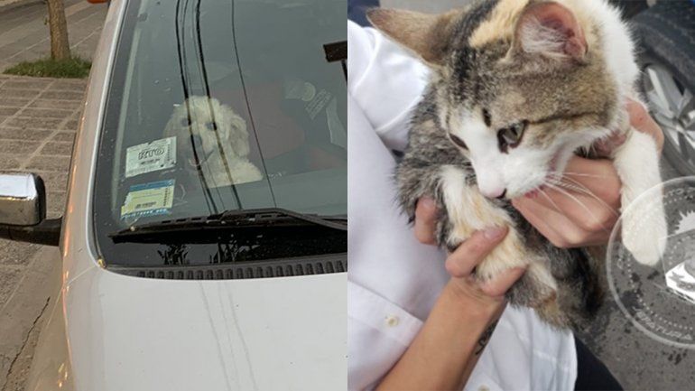Indignante: dejaron a sus mascotas encerradas en sus autos con una temperatura de 35°C