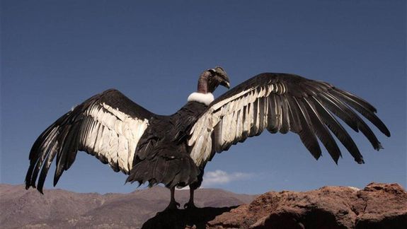 Liberarán en Santa Cruz al cóndor Walaq.