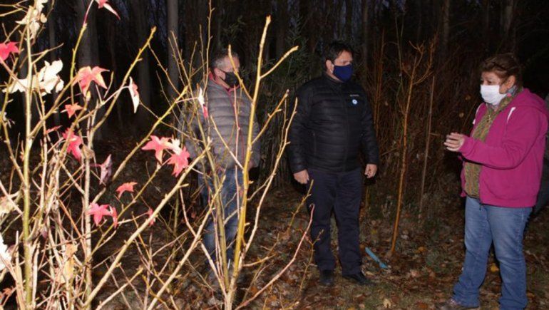 Llegaron 4800 pinos ponderosa para un plan de reforestación