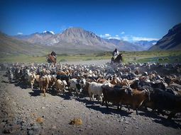 despues de 9 anos inactivo, renovaron el programa el chivito del norte neuquino despues de 9 anos inactivo, renovaron el programa el chivito del norte neuquino