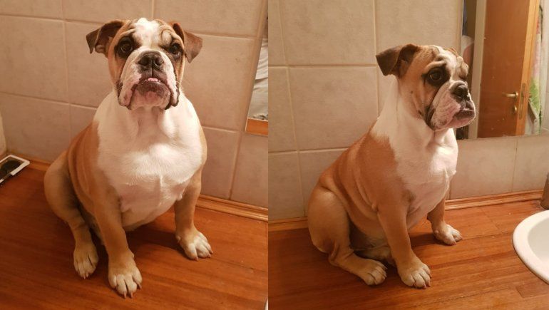 Le robaron la perra mientras estaba con el cuidador: ofrece 10 mil pesos de recompensa