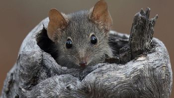 raton.jpg