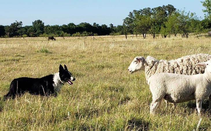 se puede registrar un border collie registrado en abca con akc