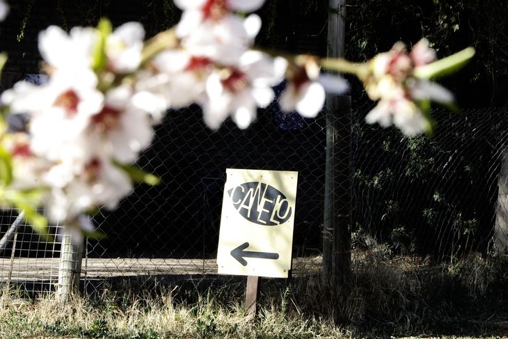 En el corazón del Ato Valle, Canelo está en Cipolletti. Foto: Anahí Cárdena En el corazón del Ato Valle, Canelo está en Cipolletti. Foto: Anahí Cárdena