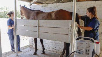 el campeon que murio hace 18 anos y sigue teniendo hijos el campeon que murio hace 18 anos y sigue teniendo hijos