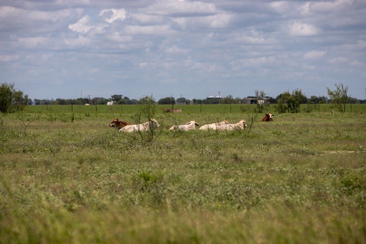 La sequ&iacute;a extrema en Texas obliga a productores locales a rematar sus rodeos para sobrevivir.