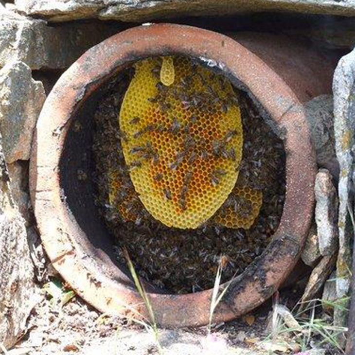 La miel de Icaria, néctar de longevidad. La miel de Icaria, néctar de longevidad.
