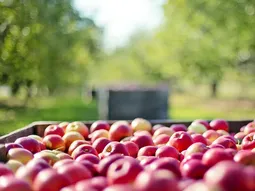 Desde Nueva Zelanda al mundo, esta manzana premium redefine el negocio frutícola con cifras récord. Desde Nueva Zelanda al mundo, esta manzana premium redefine el negocio frutícola con cifras récord.