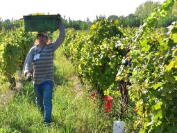 En el Alto Valle, la tendencia a la concentración de viñedos en grandes empresas productoras de vinos de alta gama contrasta con la posibilidad de elegir cultivos alternativos.Foto: Fabricio González En el Alto Valle, la tendencia a la concentración de viñedos en grandes empresas productoras de vinos de alta gama contrasta con la posibilidad de elegir cultivos alternativos.Foto: Fabricio González