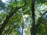 El sector forestal impulsa el desarrollo del mercado de carbono