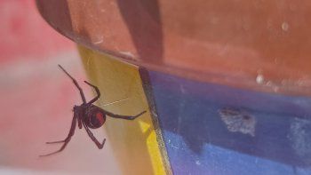 araña viuda negra