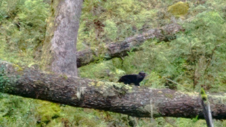 Apareció un Gato Huiña Melanico en el Parque Nacional Lanín. Gentileza