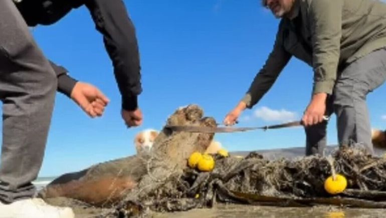 Rescate de lobos marinos en Comodoro Rivadavia.