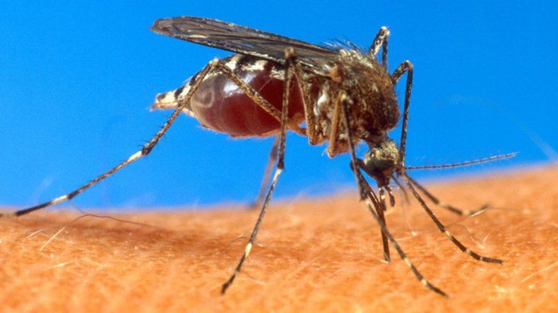 Cada vez más cerca de ser un país libre de malaria