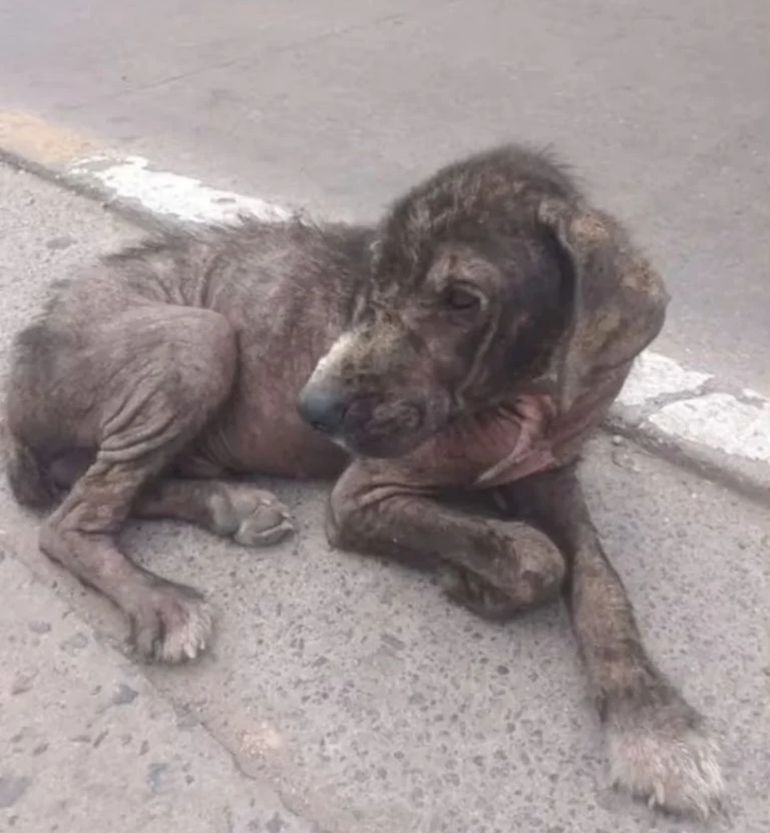 Anita, la nueva mascota de Nicole Neumann y sus hijas Anita, la nueva mascota de Nicole Neumann y sus hijas