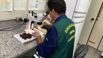El hallazgo de una plaga ausente en Brasil desató un operativo urgente en Guarulhos para impedir riesgos a la fruticultura nacional. El hallazgo de una plaga ausente en Brasil desató un operativo urgente en Guarulhos para impedir riesgos a la fruticultura nacional.