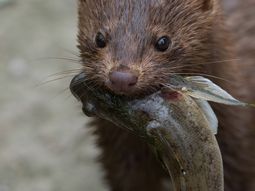 En los años 30, el Estado argentino promovió criaderos de visón para la industria peletera. Hoy el animal es una plaga irreversible. En los años 30, el Estado argentino promovió criaderos de visón para la industria peletera. Hoy el animal es una plaga irreversible.
