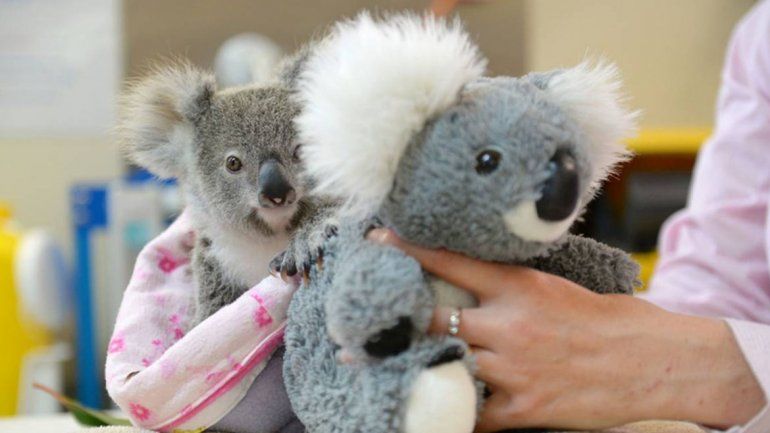 Un koala huérfano tuvo consuelo en un peluche