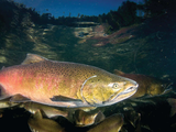 El salmón Chinook puede superar los 60 kilos y 1,5 metros: el gigante del Pacífico ya nada en la Patagonia norte. El salmón Chinook puede superar los 60 kilos y 1,5 metros: el gigante del Pacífico ya nada en la Patagonia norte.