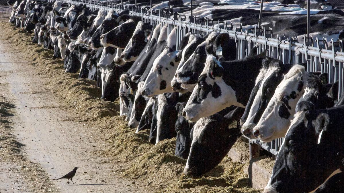 Gripe aviar llega a granjas de vacas lecheras en EE.UU. thumbnail