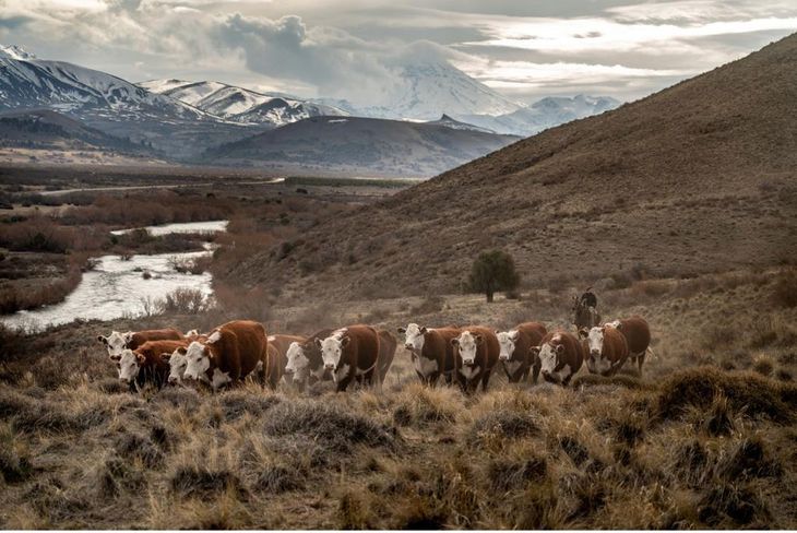 Los productores de toda la región enviaron una nota a la presidente de SENASA, Diana María Guillén. Foto: gentileza de la SRN. Los productores de toda la región enviaron una nota a la presidente de SENASA, Diana María Guillén. Foto: gentileza de la SRN.
