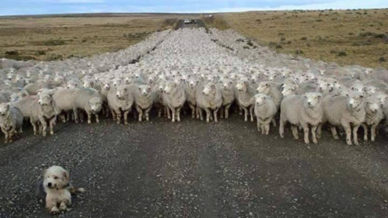 Así fue el particular piquete sobre la Ruta 40 que se viralizó en las redes