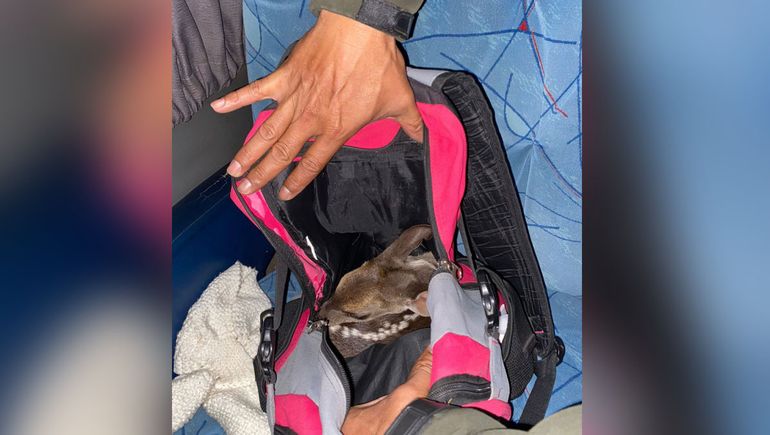 Video: rescataron a un ciervo vivo de la mochila de una pasajera