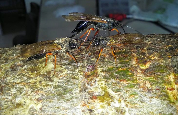 La avispa que no da tregua y afecta masivamente a los bosques de pinos. Foto: gentileza. La avispa que no da tregua y afecta masivamente a los bosques de pinos. Foto: gentileza.