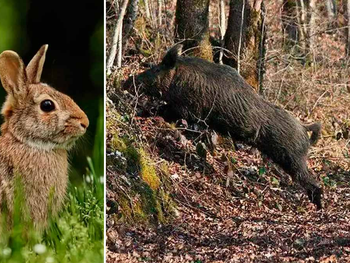 Las asociaciones denuncian la falta de coordinación nacional en cuanto a aplicación de medidas, protocolos de indemnización y controles poblacionales