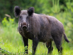 La invasión de jabalíes afecta a 16 de las 24 jurisdicciones en Argentina. La invasión de jabalíes afecta a 16 de las 24 jurisdicciones en Argentina.