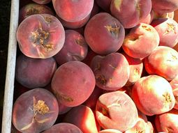 perdidas por granizo alcanzan los $4.500 millones perdidas por granizo alcanzan los $4.500 millones