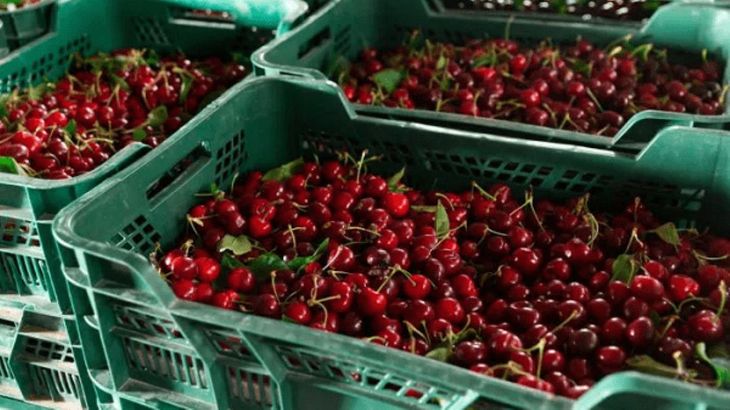 Con precios que llegaron a superar los 10 dólares por kilo en el mayorista, el mercado argentino logró sostener valores pese al récord de importaciones. Con precios que llegaron a superar los 10 dólares por kilo en el mayorista, el mercado argentino logró sostener valores pese al récord de importaciones.