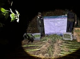 Personal de Gendarmería descubrió 11 kilos de marihuana. Personal de Gendarmería descubrió 11 kilos de marihuana.