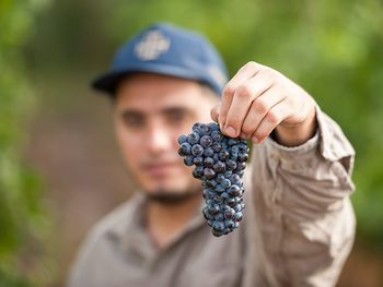 Pinot Noir: cepa emblema de la Patagonia.