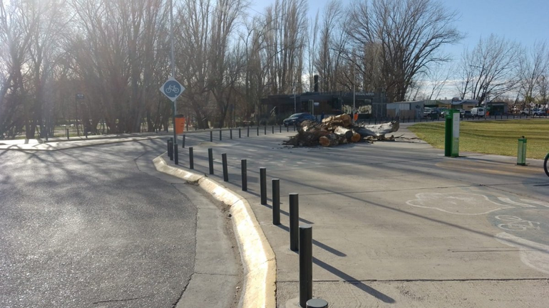 Por prevención sacaron un histórico árbol del Paseo de la Costa