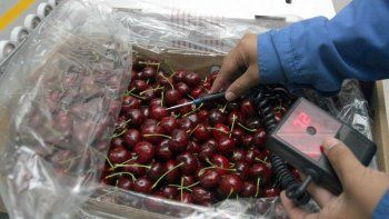 Tenemos una oportunidad pero hace 10 años no se amplía la plantación