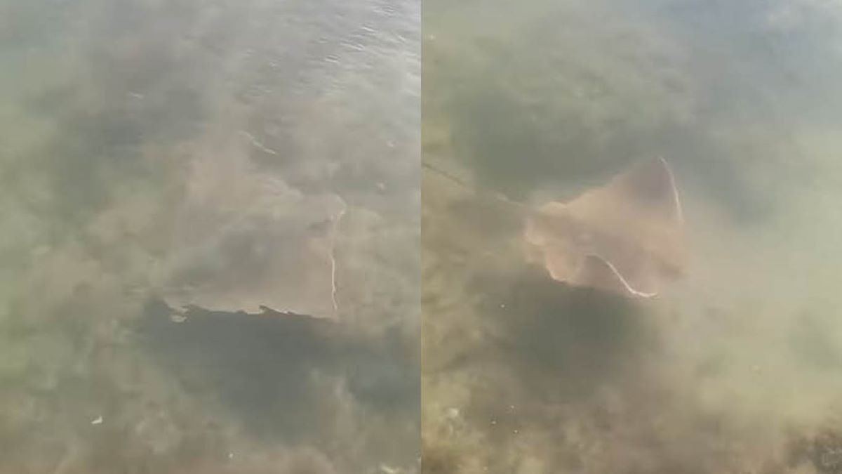Los visitantes nadaron durante horas por el estanque marino. Fue un espectáculo para quienes disfrutaban de la playa.&nbsp;