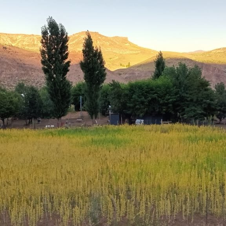 En el árido norte neuquino, la quínoa se adapta a suelos pobres y riego escaso. Foto: INTA En el árido norte neuquino, la quínoa se adapta a suelos pobres y riego escaso. Foto: INTA
