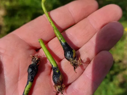 belgica: la cosecha de peras se reducira a la mitad belgica: la cosecha de peras se reducira a la mitad