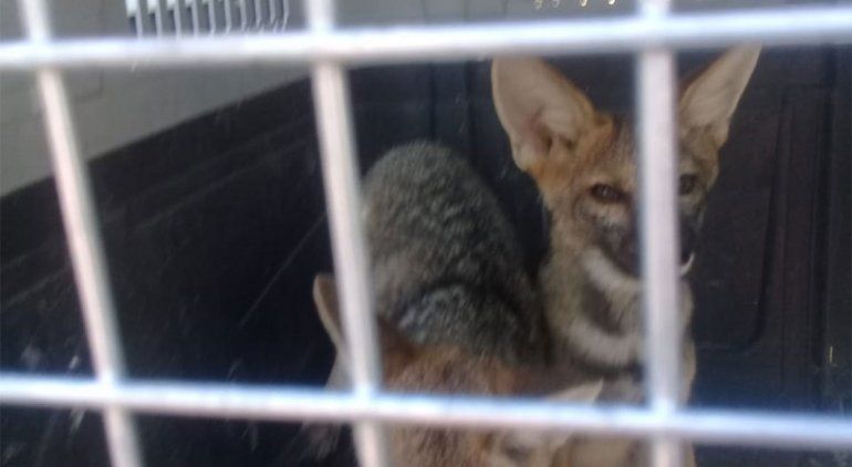Rescataron dos zorros en cautiverio en El Chañar