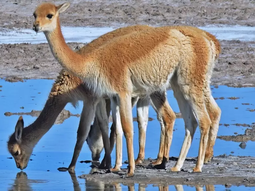 Las vicuñas son desplazadas hacia la estepa cuando el ganado doméstico monopoliza las vegas de la puna. Las vicuñas son desplazadas hacia la estepa cuando el ganado doméstico monopoliza las vegas de la puna.