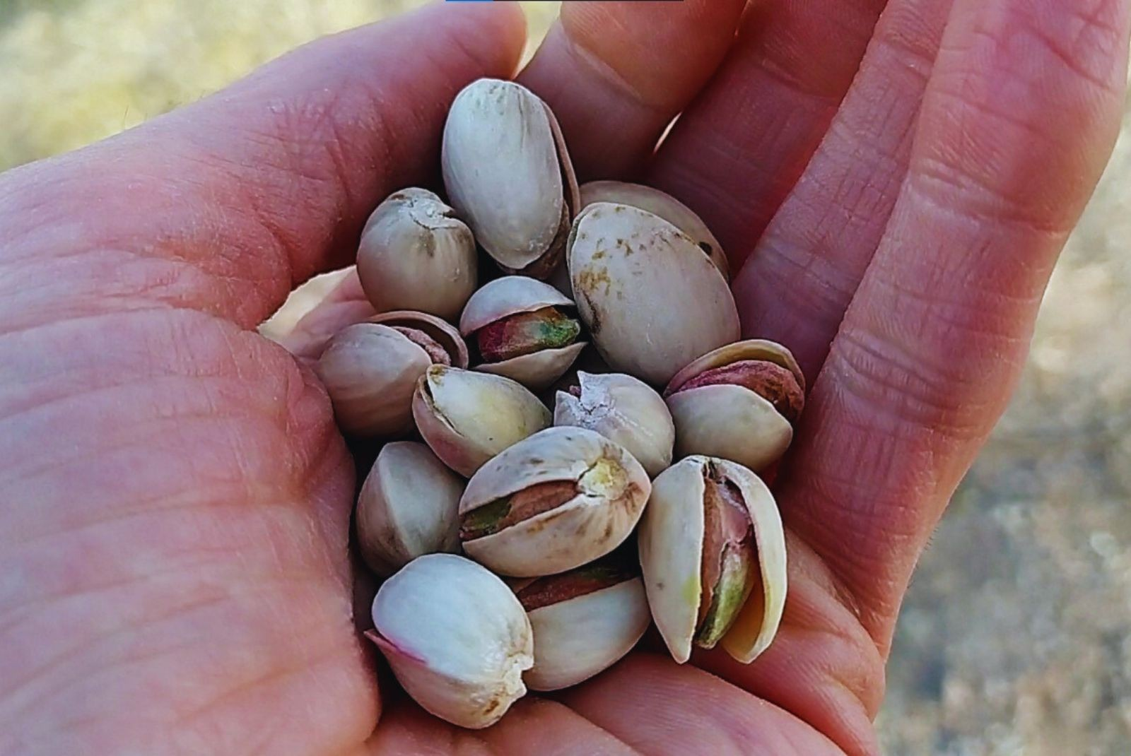 Para alcanzar altas de producciones, la disponibilidad de agua es clave”, aseguran. Foto: INTA