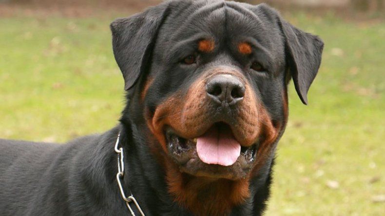 El recién nacido había sido abandonado por la madre. El perro fue clave.&nbsp;