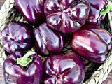 Los pimientos morados se diferencian de otros pimientos porque adquieren sus tonos violetas al madurar.