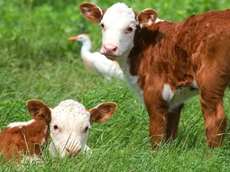 Todo indica que la producción de carne no caerá como se proyectaba para fines del año pasado. Todo indica que la producción de carne no caerá como se proyectaba para fines del año pasado.