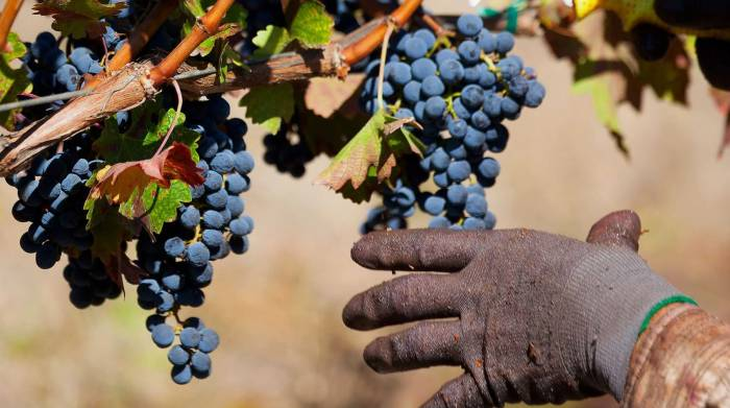 La caída en el consumo de vino y las importaciones baratas están estrangulando a los productores locales. La caída en el consumo de vino y las importaciones baratas están estrangulando a los productores locales.